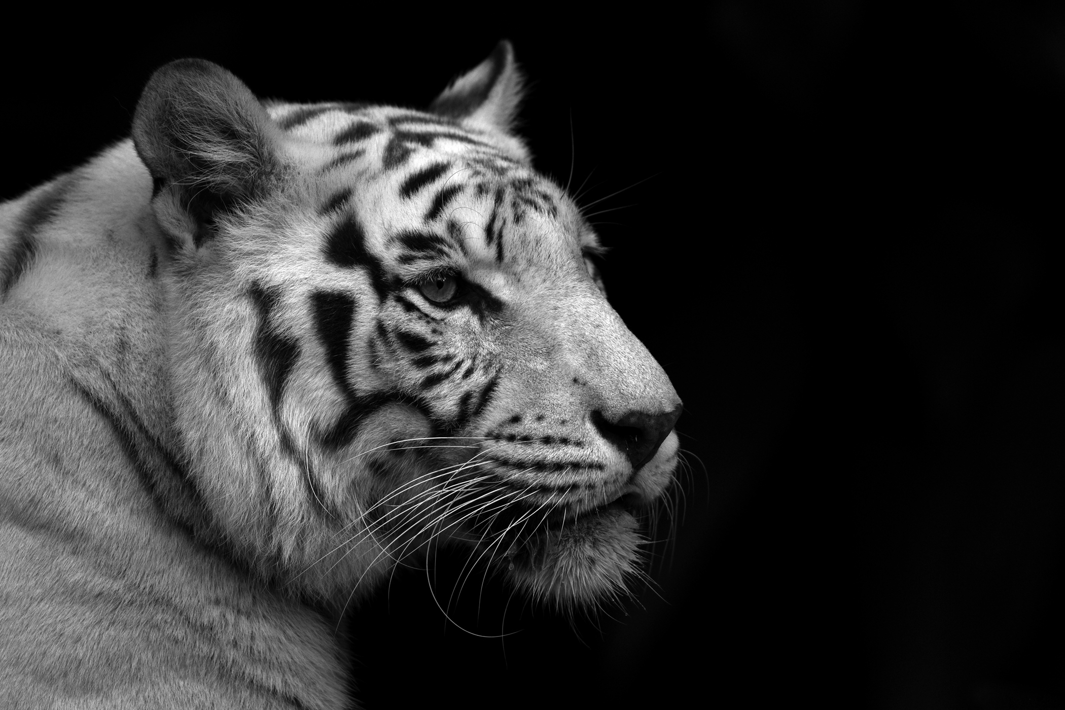 tiger white black background black and white wallpaperjpg 2100x1400