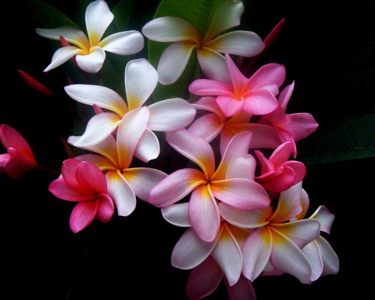 Plumeria Wallpaper And Image Pictures Photos