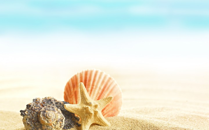 Seashells On The Beach Wallpaper By Danijelaveselinovic