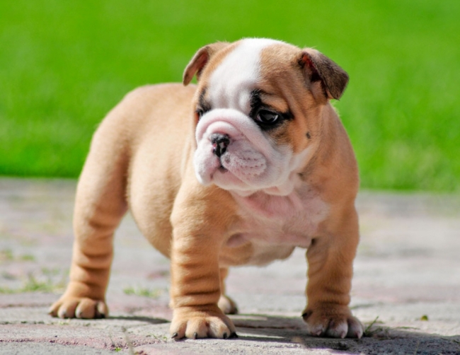 Cute Dogs Pets Miniature English Bulldogs Pictures