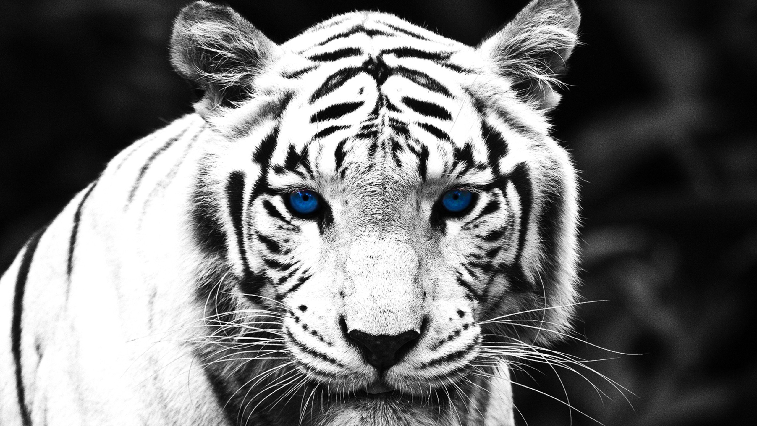 Close-up of a white tiger with piercing blue eyes, a black and white image with enhanced contrast