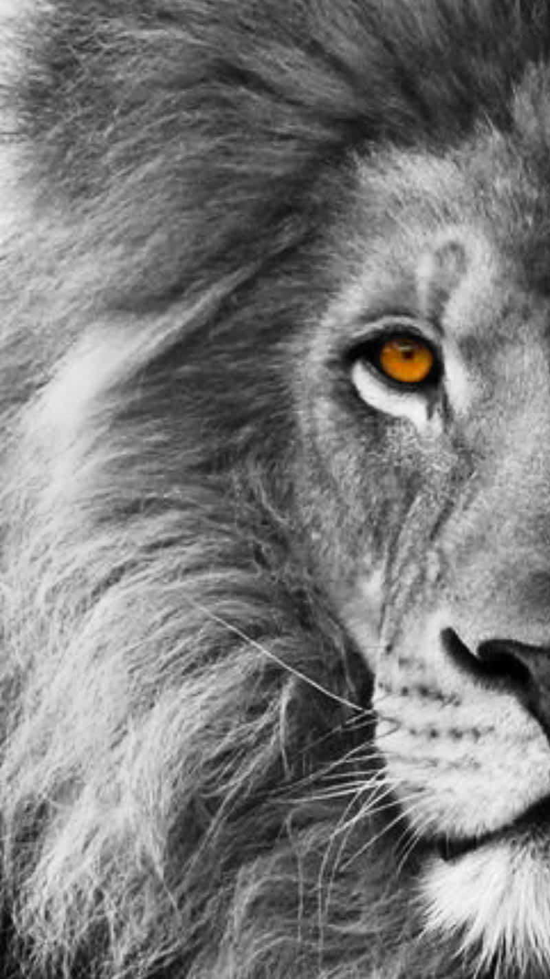 Black And White Lion Wallpaper