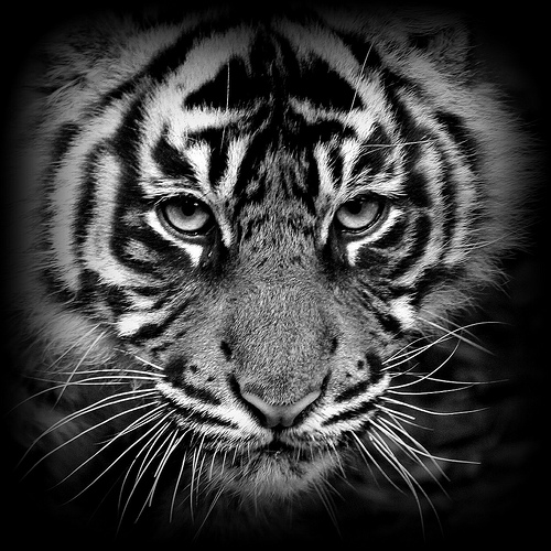 Tiger Cub Black White Re Work Flickr   Photo Sharing 500x500