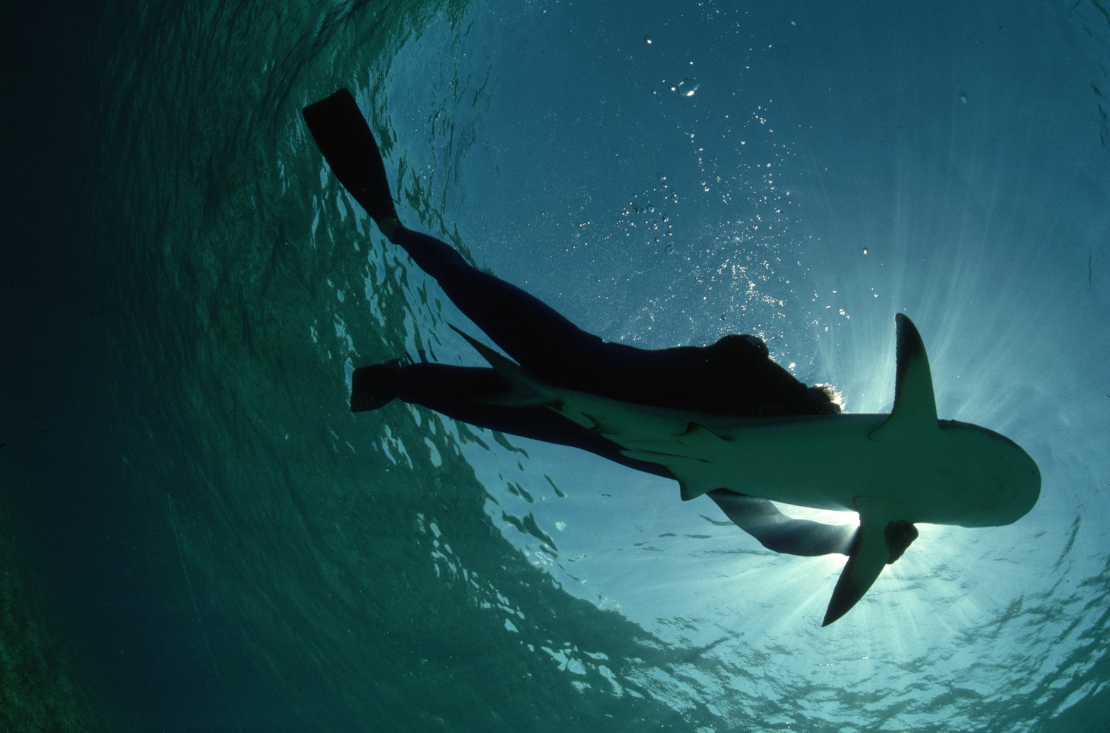 Background And Wallpaper Sharks Killer Whales Set