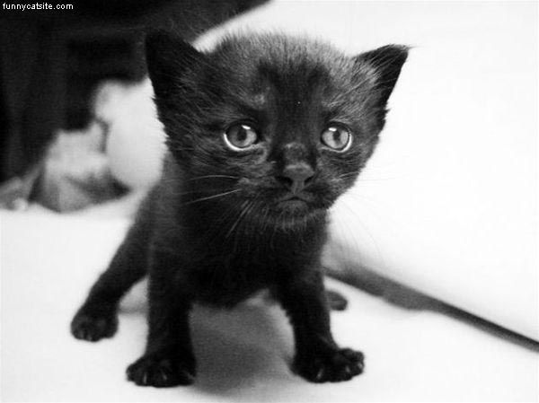 Cute Black Kitten   funnycatsitecom