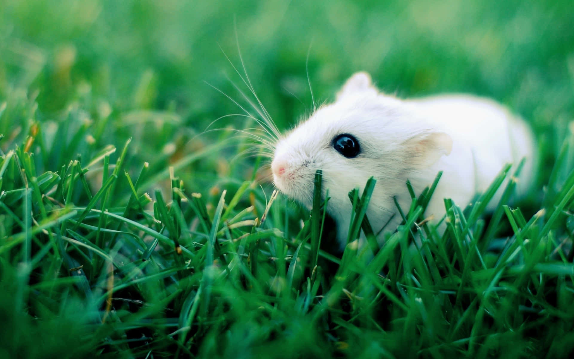 Hamster 02ues2pcgj1wp15x Wallpaper