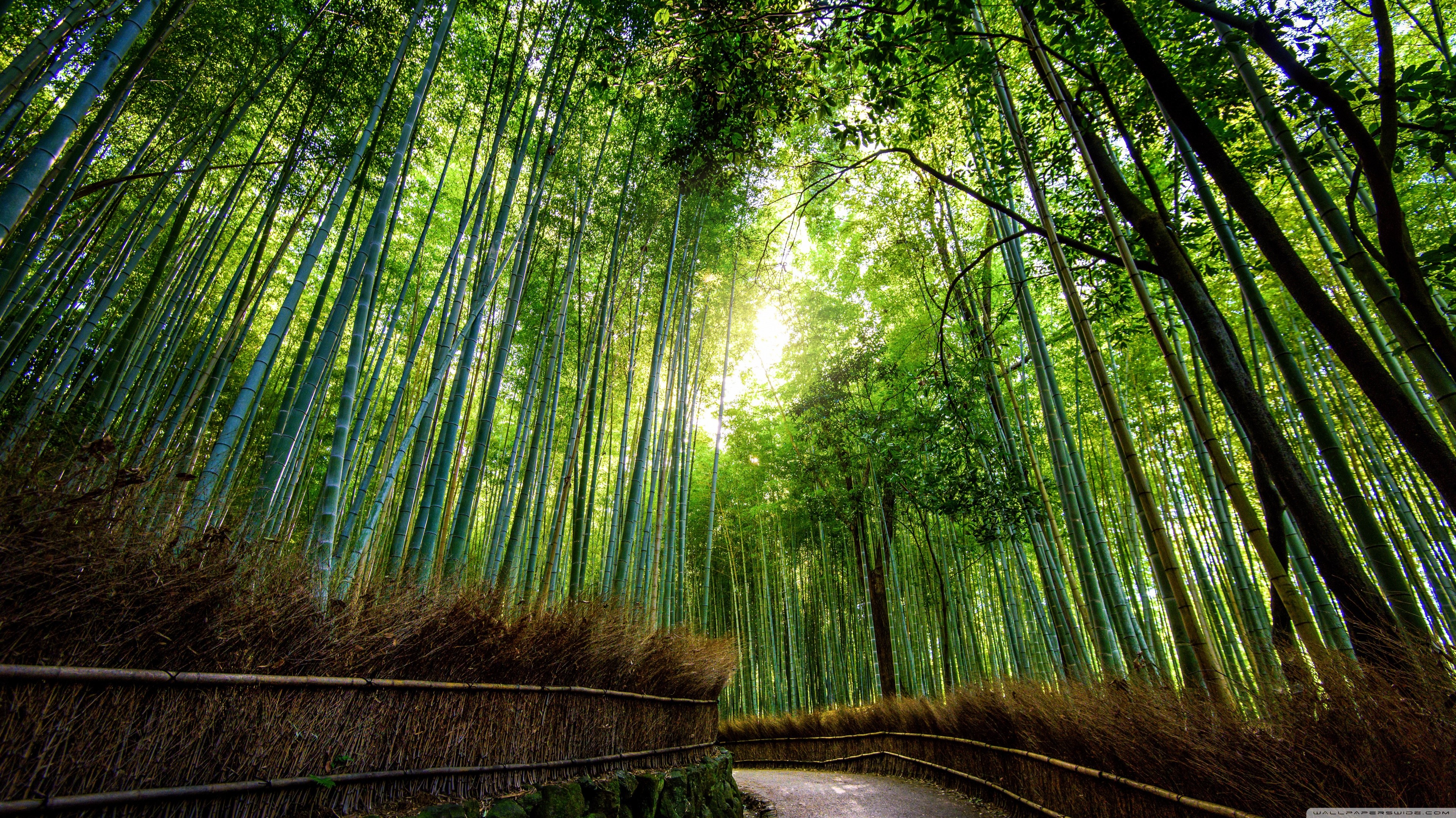 Bamboo Desktop Wallpaper