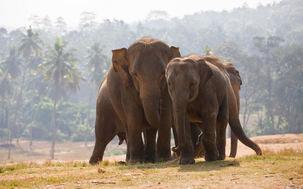 Indian Elephant Wallpaper HD Elephants