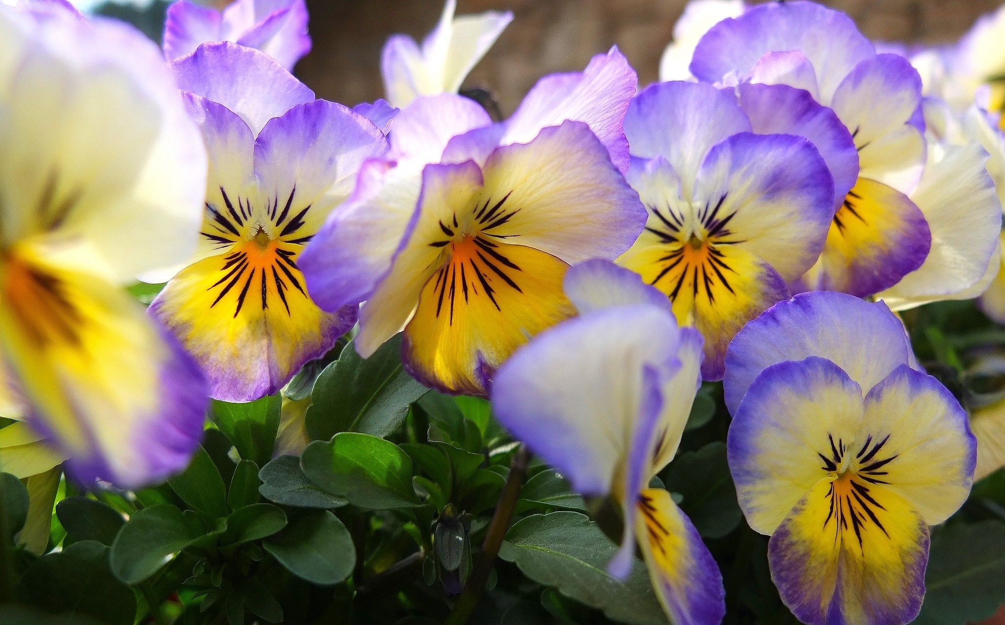 Pansy Wallpaper Pictures Image
