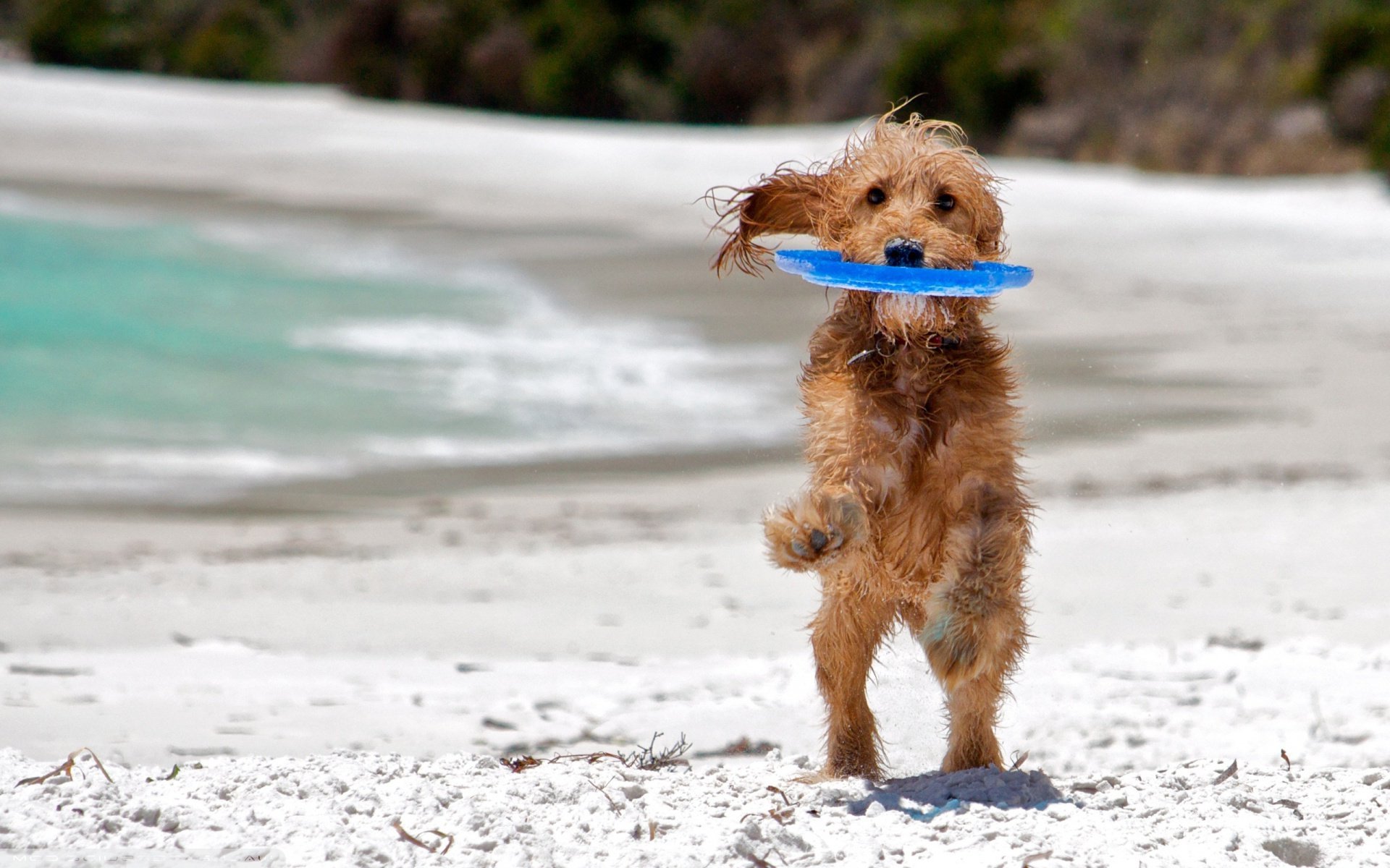 Dog Friend Sea Beach Play Wet Wallpaper
