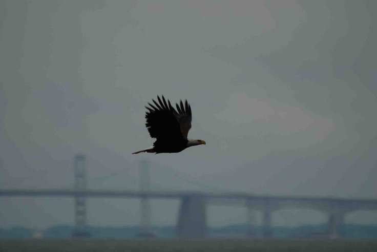 Against Osprey Chesapeake Bay Bridge In Background Eagle Baldeagle