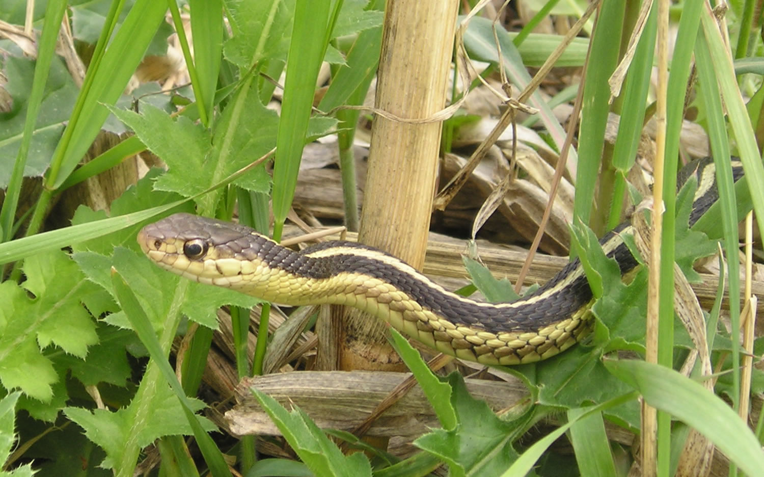 Green Garter Snake Image Wallpaper Pics