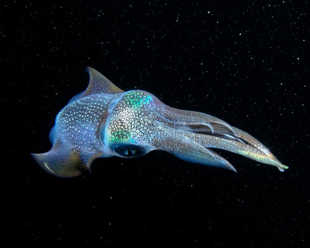 The Galactic Squid   Traveler Photo Contest 2013   National Geographic 608x486