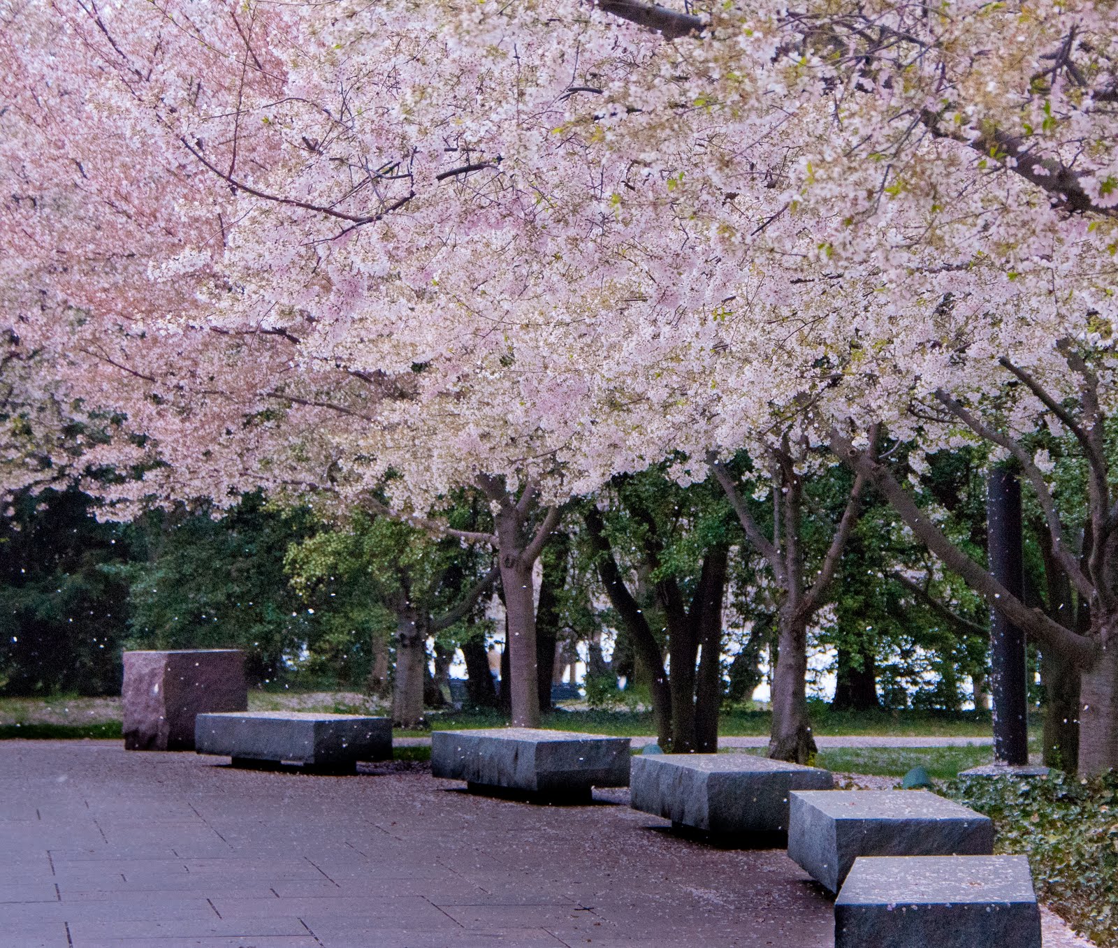Pats Blog Cherry Blossom Time in DC