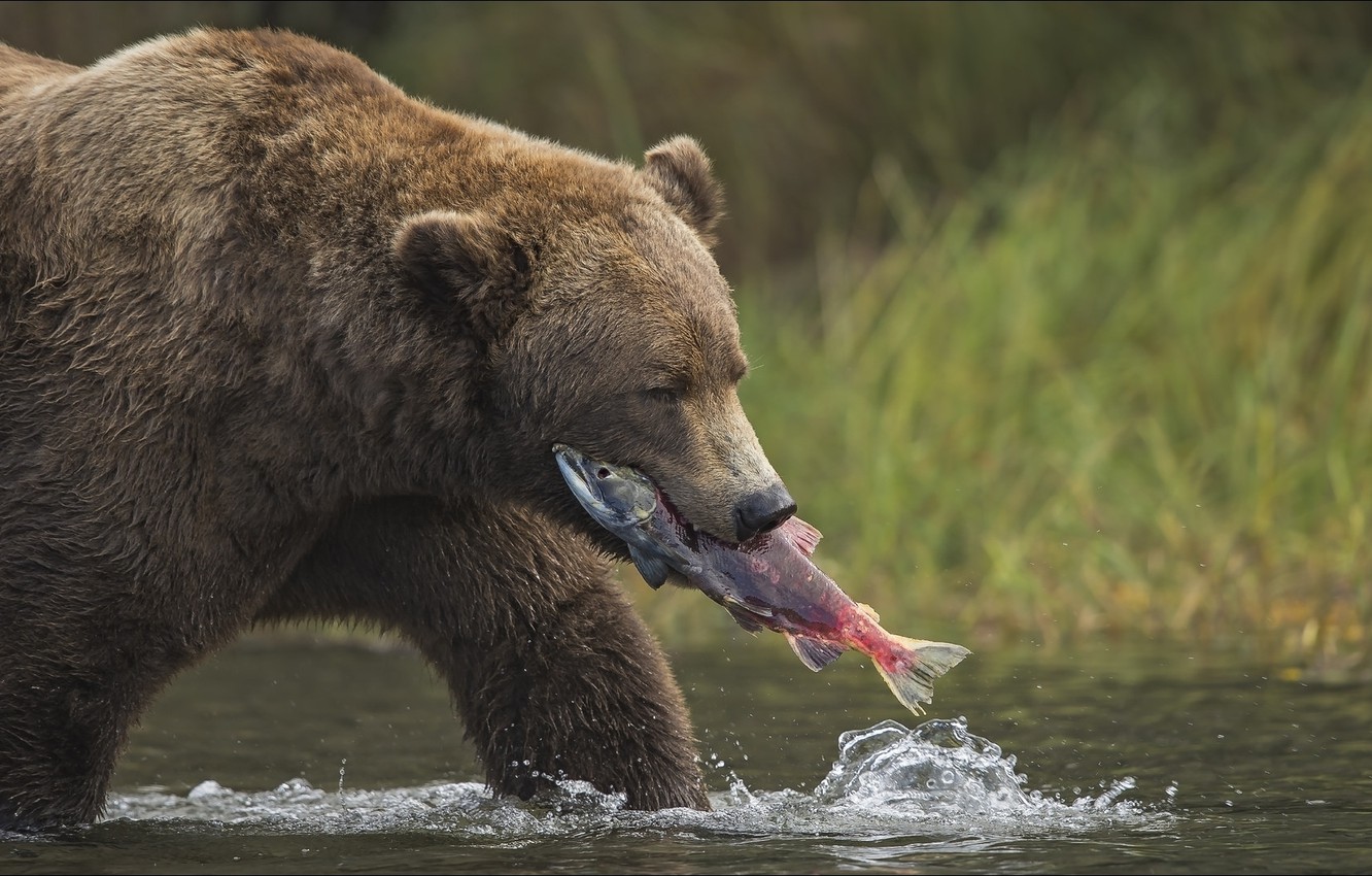 Wallpaper Bear Hunter Animals Image For Desktop Section