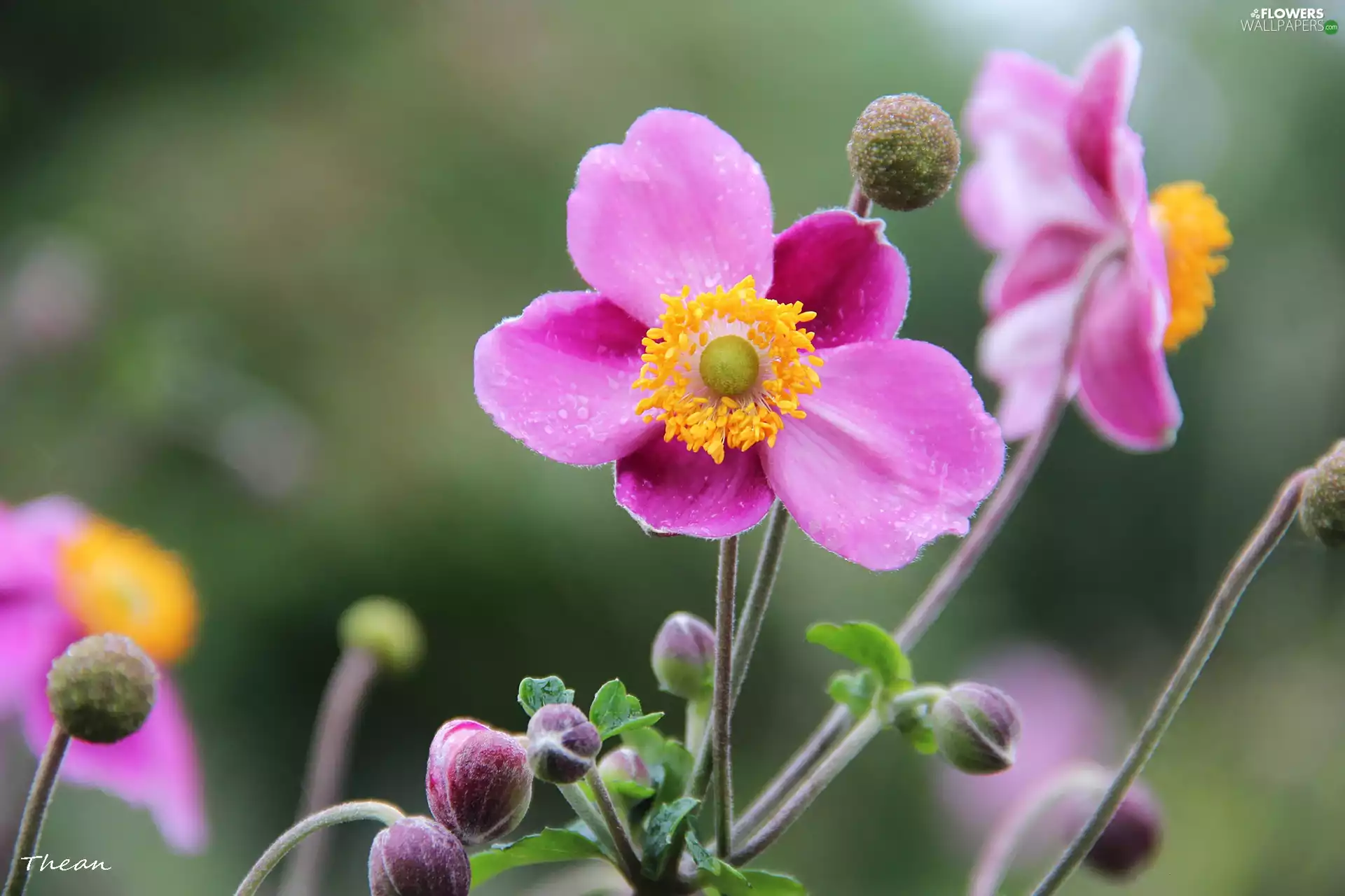 Pink Japanese Anemone Wallpaper