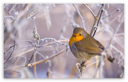 Robin Bird Winter HD Wallpaper For Standard Fullscreen Uxga
