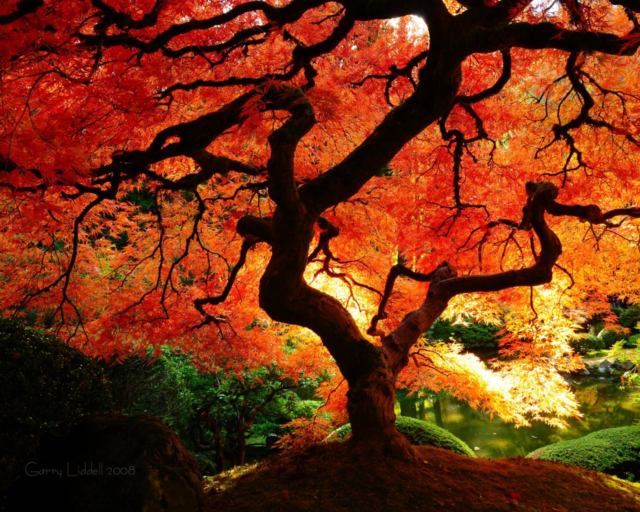 Japanese Flowers Maple HD Wallpaper Background For