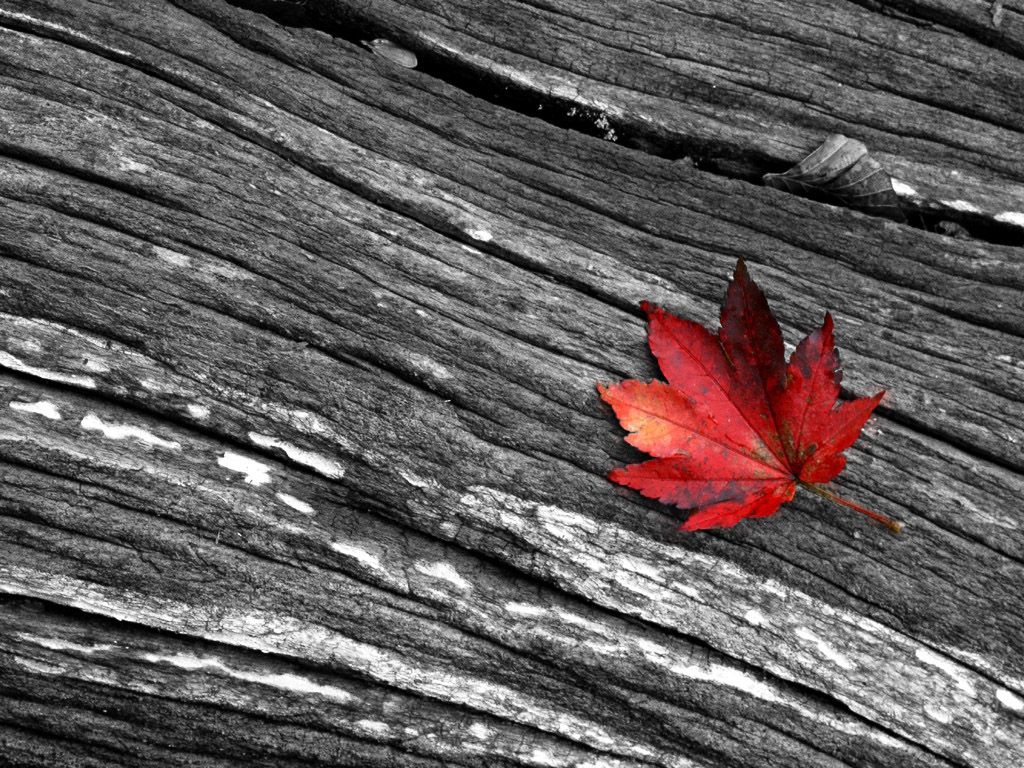 A Red Leaf Wallpaper Stock Photos