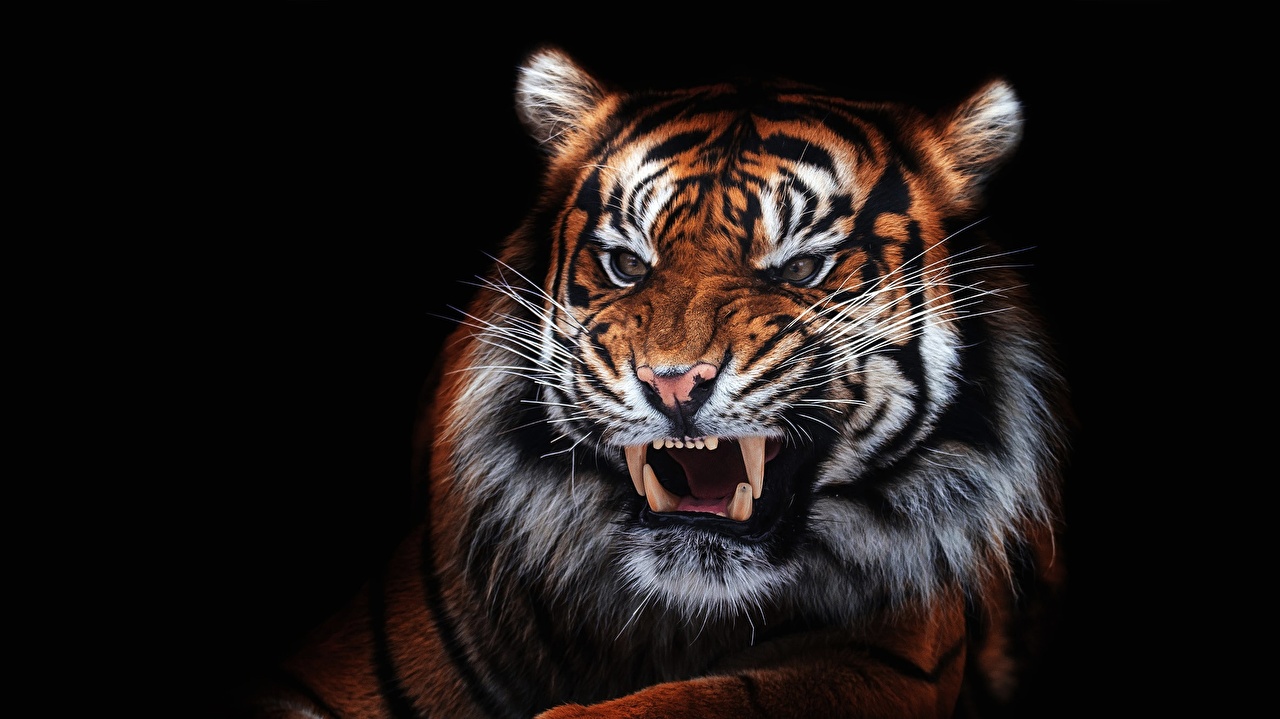 Image Tigers Canine Tooth Fangs Roar Whiskers Snout Animal Black