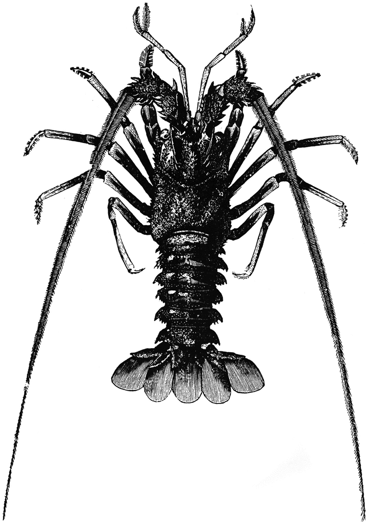 Spiny Lobster Wallpaper