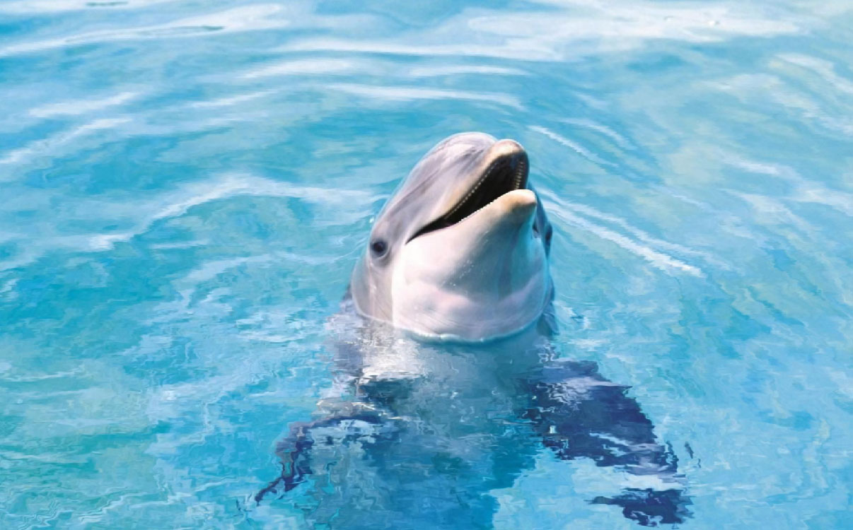 Happy Dolphins Screensaver Screensavergift