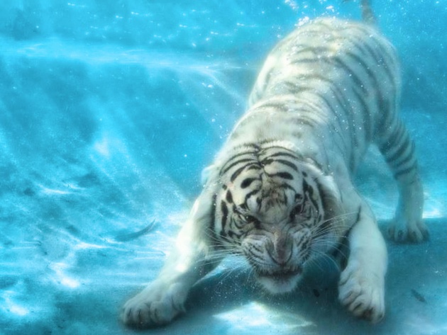Wallpaper Tiger In The Water Photos And Walls