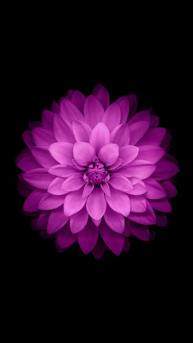 Ios Purple Flower Dark Background iPhone Wallpaper HD