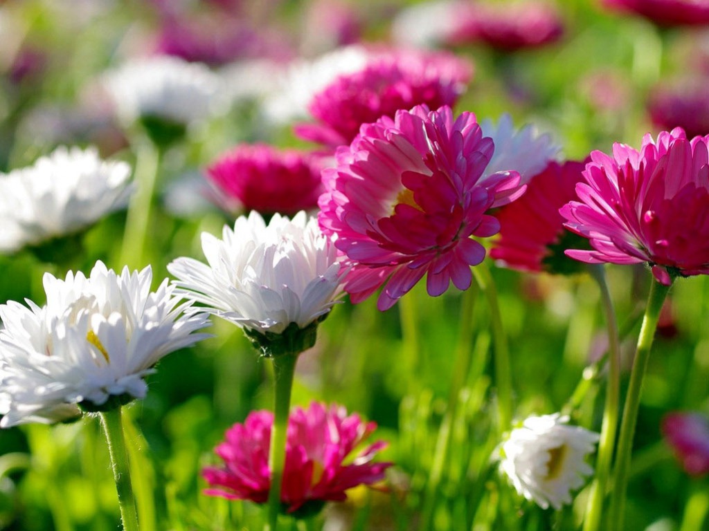 Flowers In Summer One HD Wallpaper Pictures Background