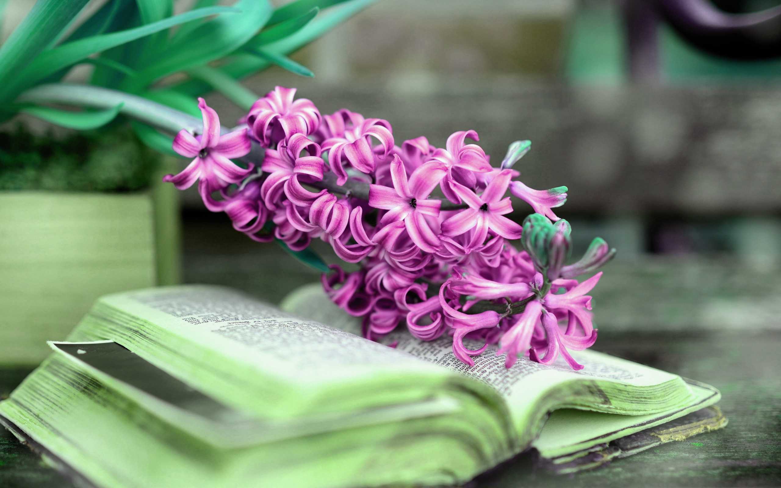 Desktop Hyacinth Wallpaper