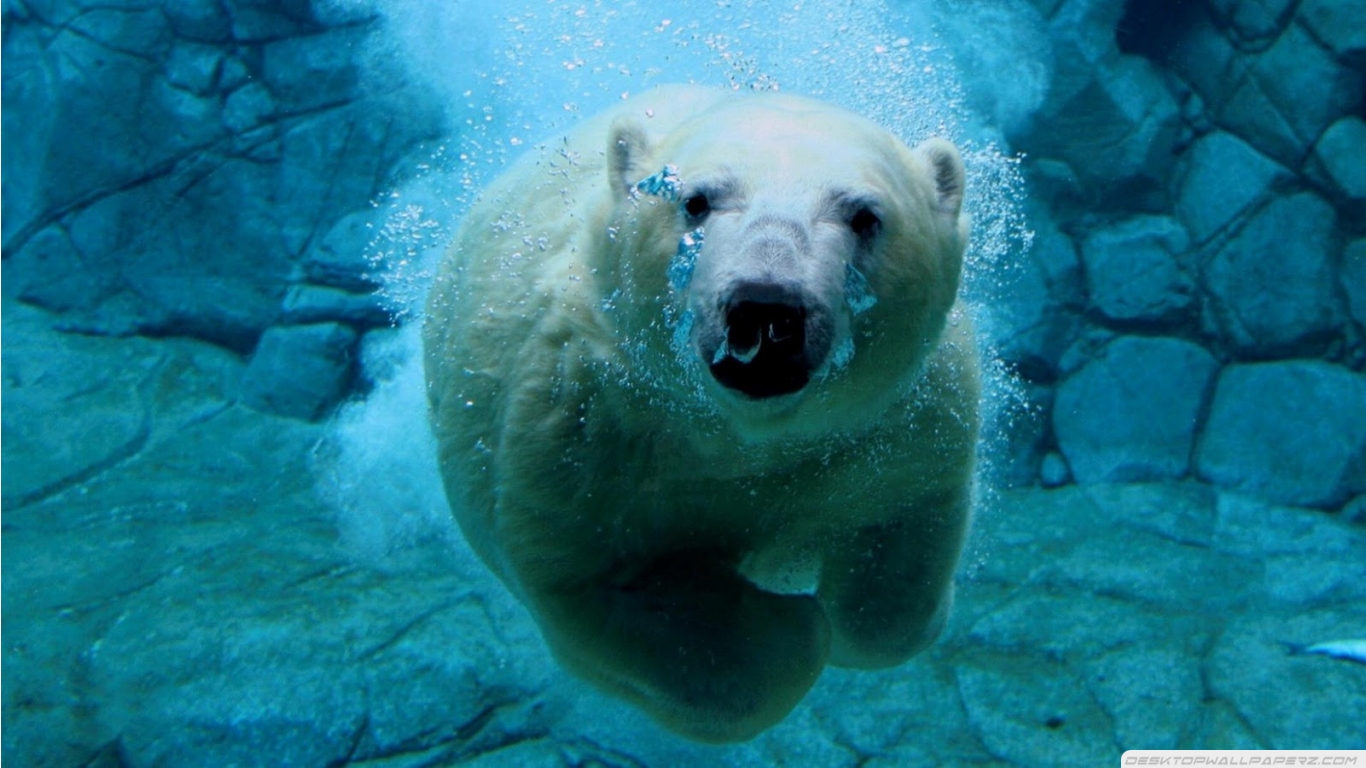 Polar Bear HD Wallpaper Res