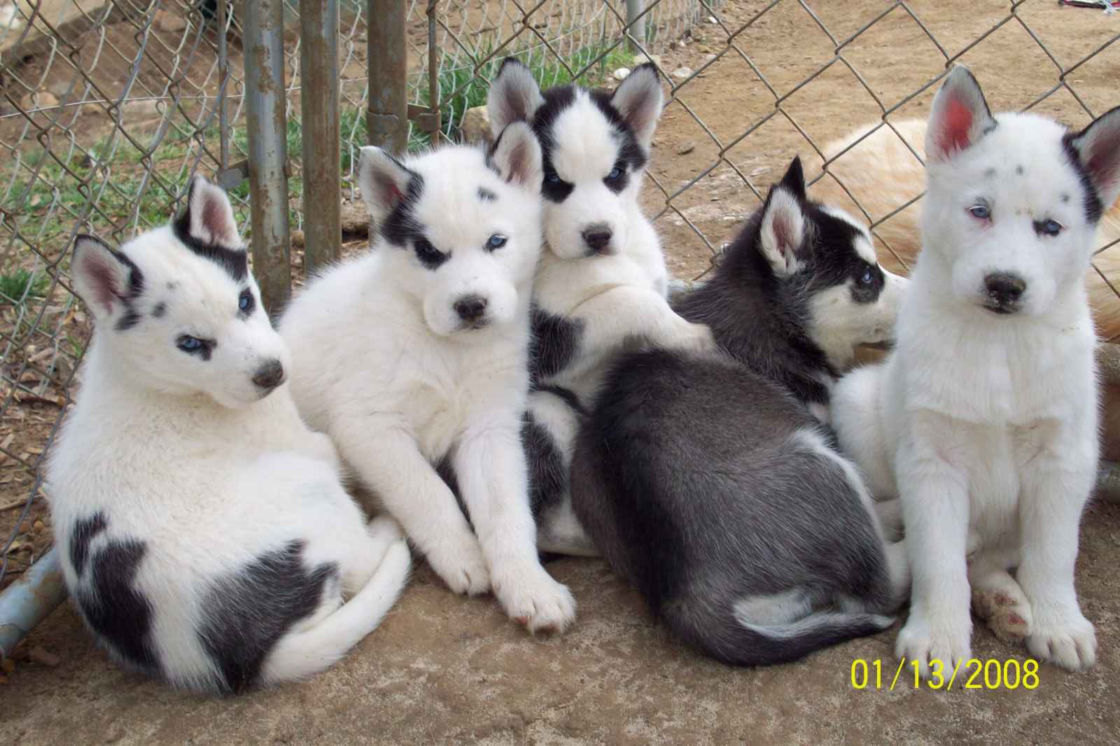 Husky Puppies Wallpaper HD