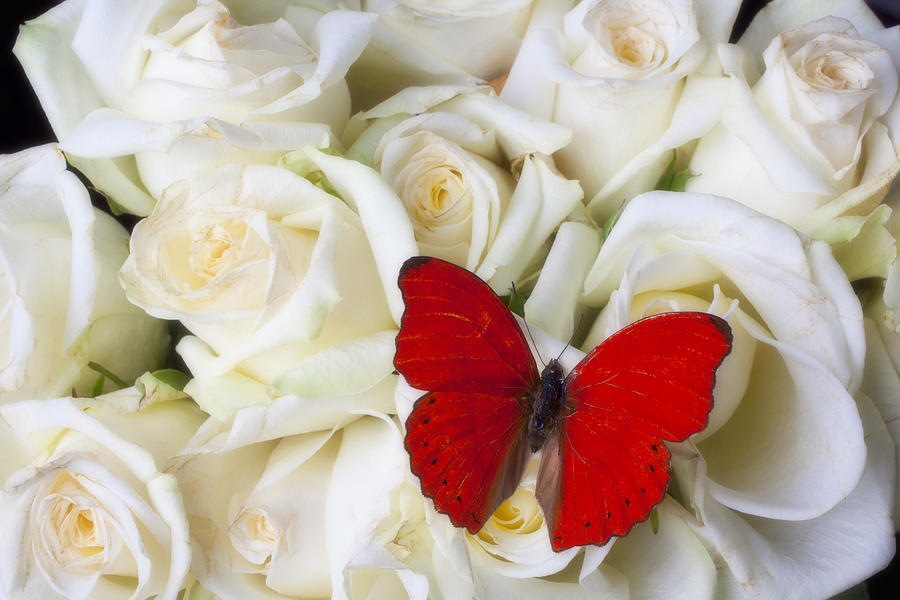 [urlhttpwwwtumblr18combeautiful red butterfly on white roses