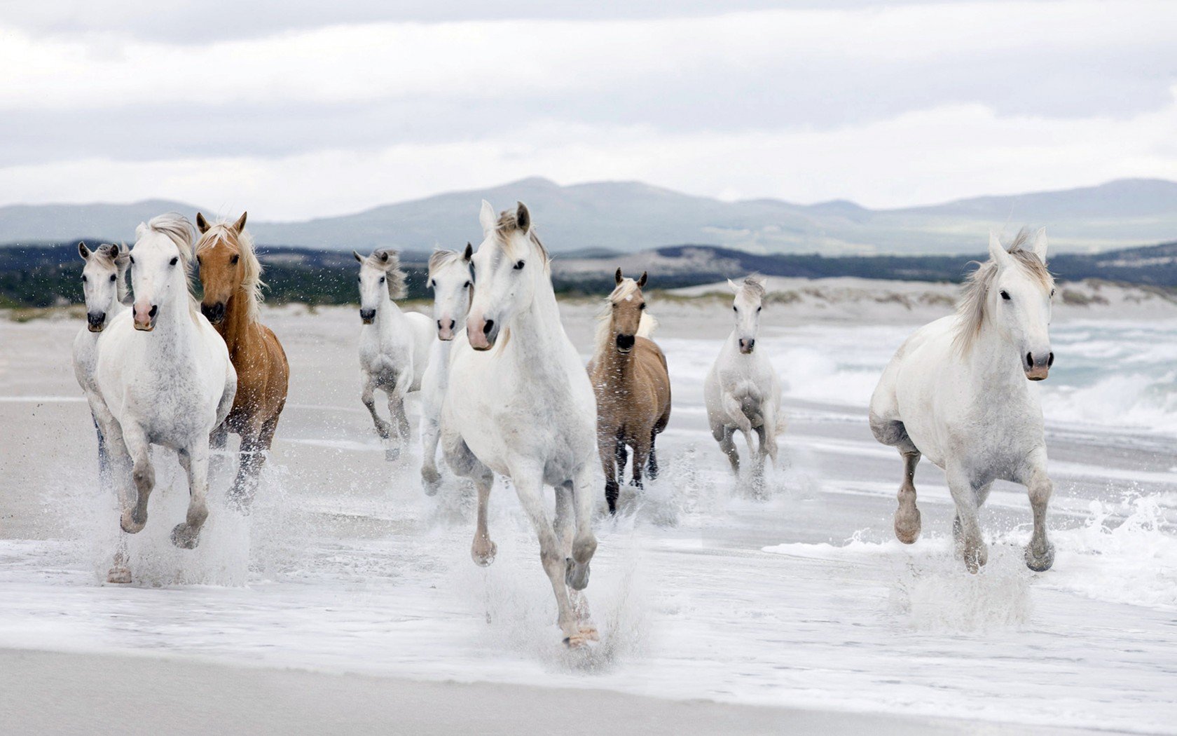Beautiful White Horse Running beach wallpaper Hd 78294