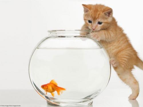 Kitten And Goldfish Wallpaper Enjoy