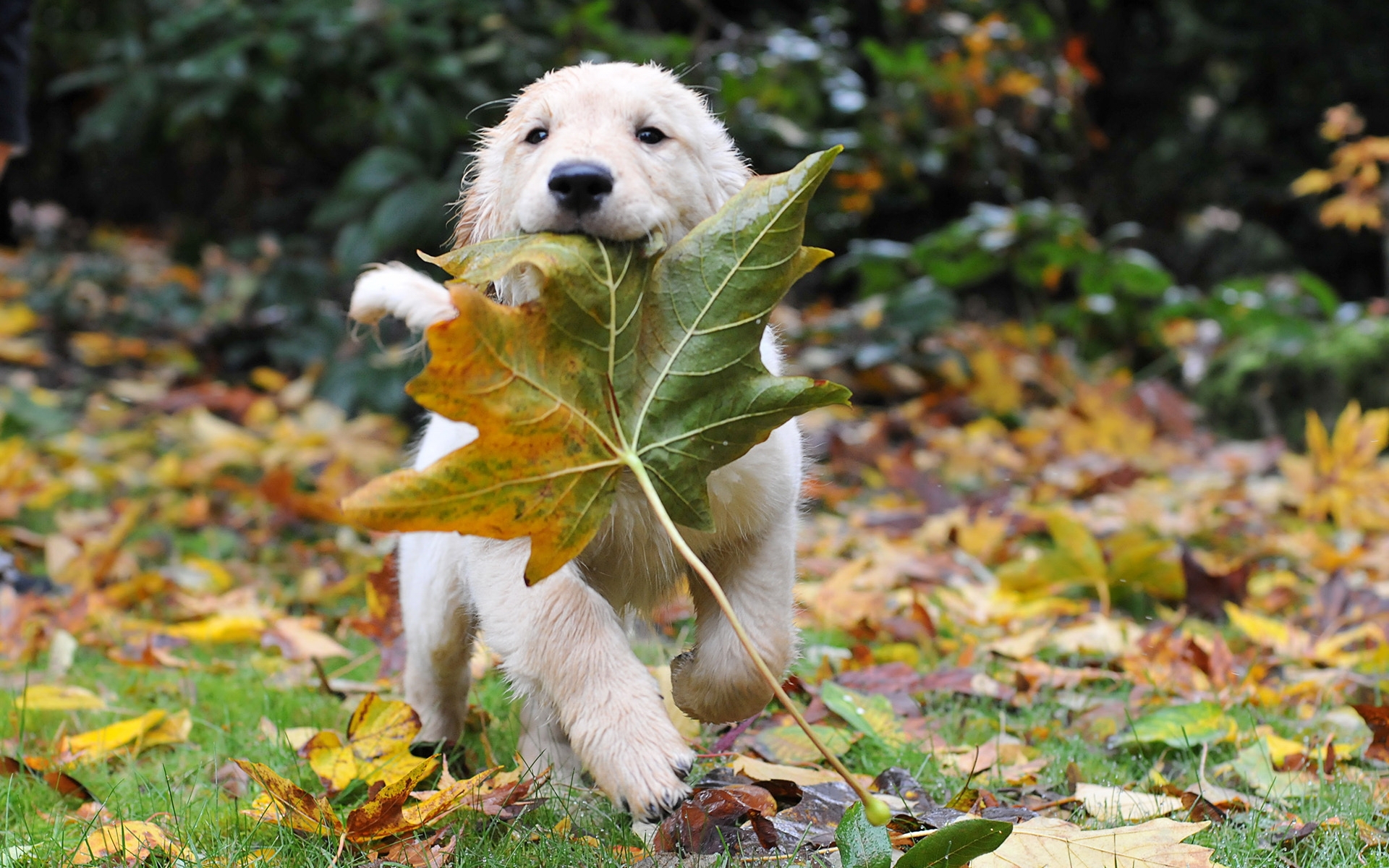 Puppy Animal Autumn Dog Leaf