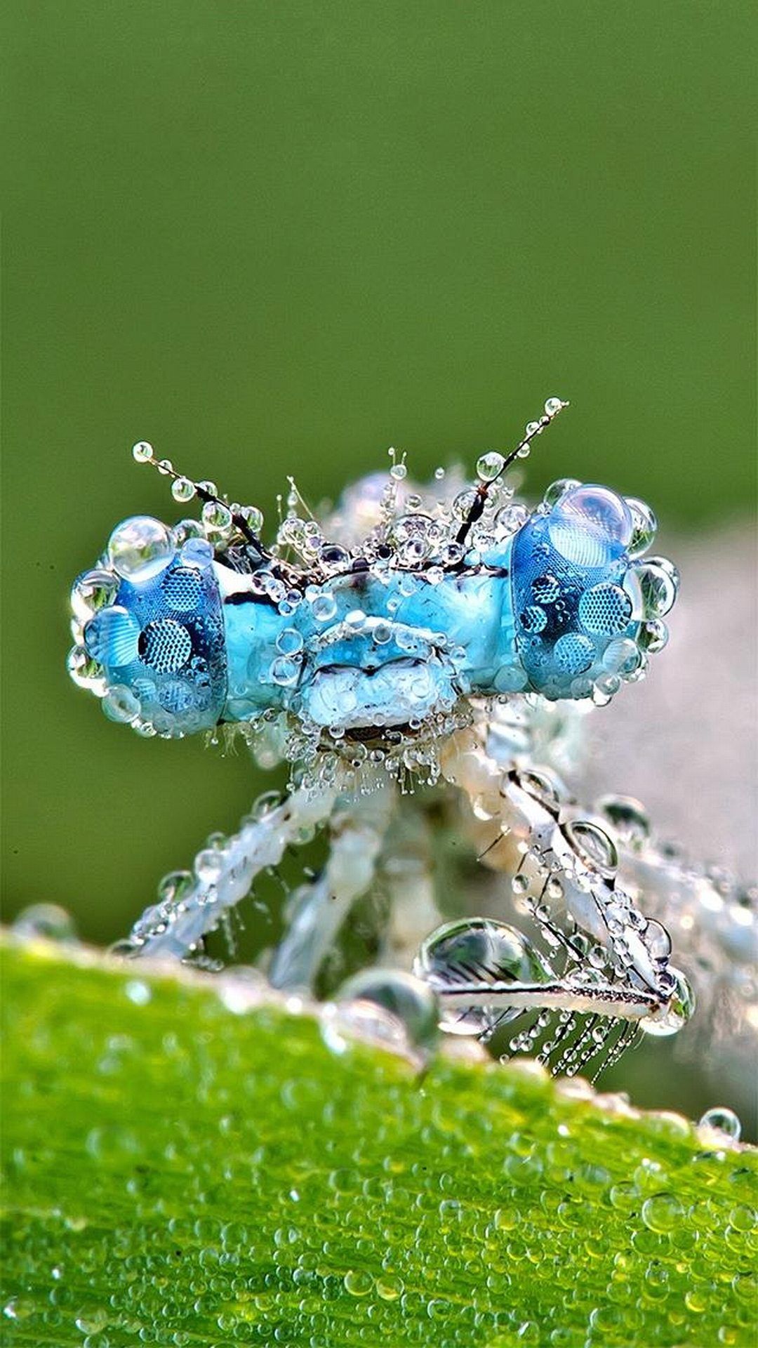 Macro Insects Amazing Photography Of