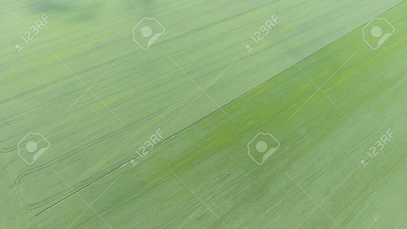 Texture Of Wheat Field Background Young Green On The