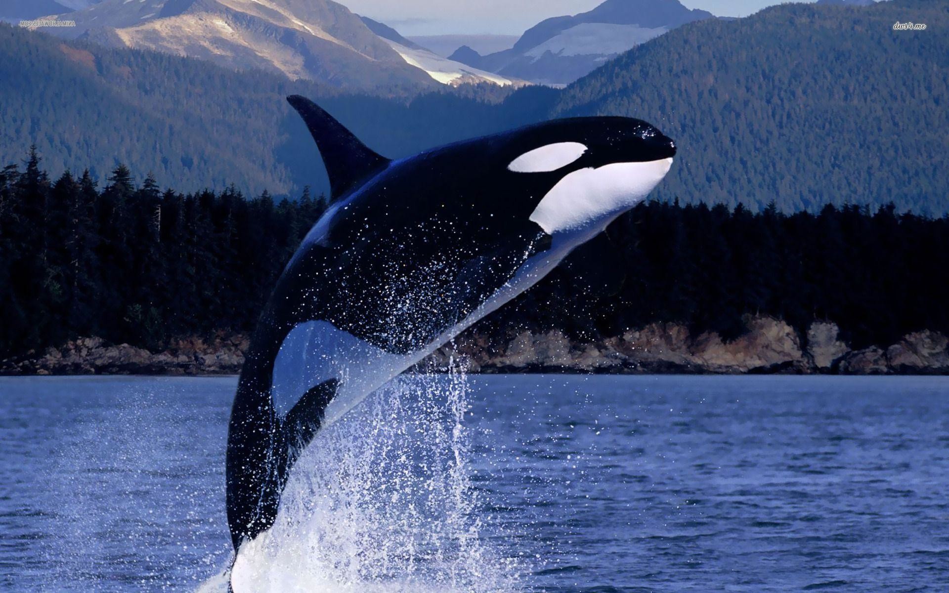 Orca Whale Wallpaper 56 images