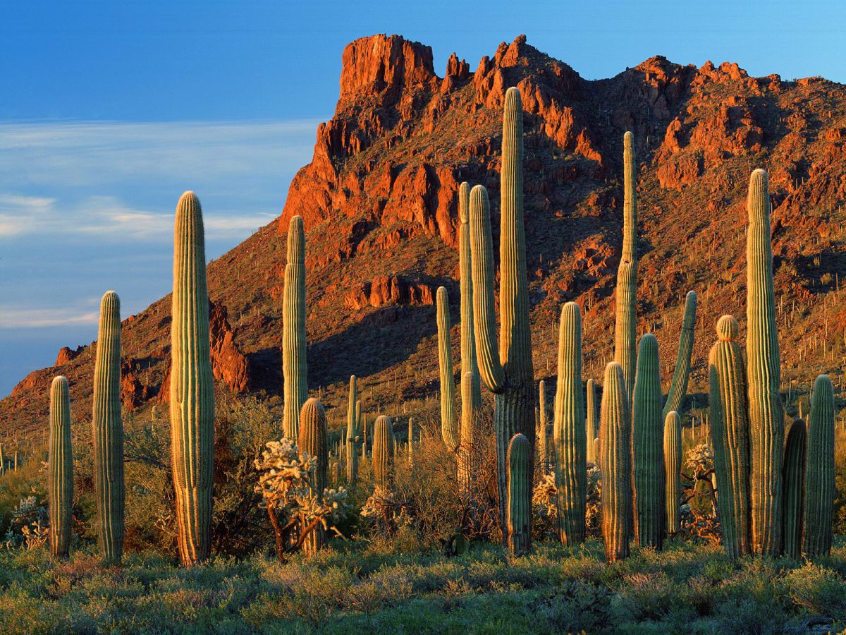 Arizona Desert Cactus HD Wallpaper