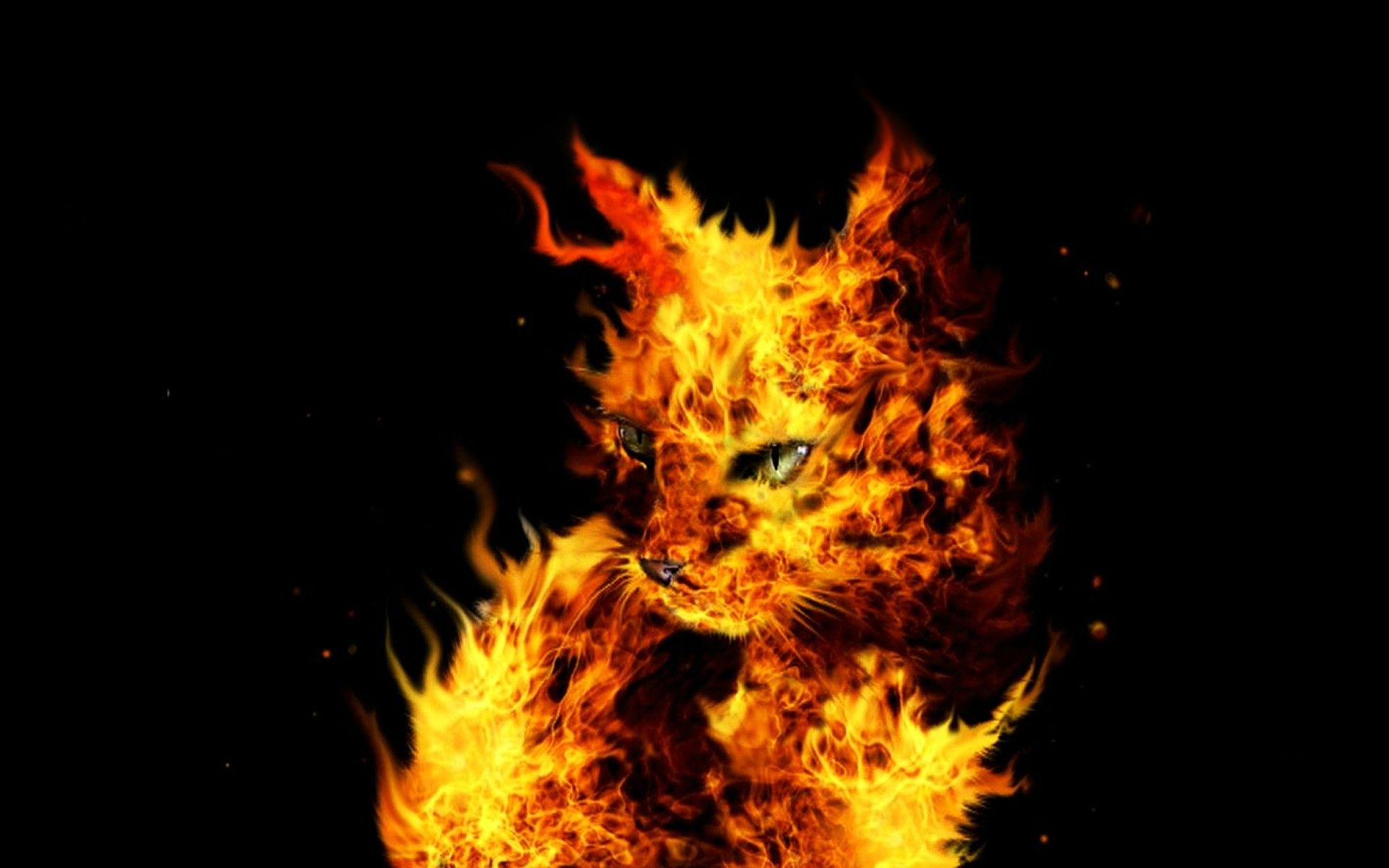 Fire Cat Cats Wallpaper Warrior