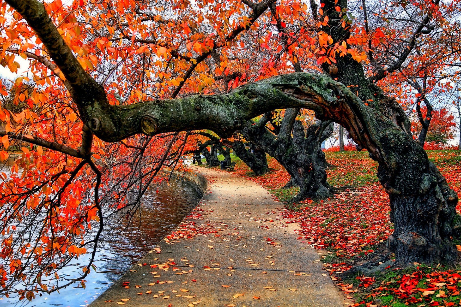 Park Trees Leaves Autumn Wallpaper
