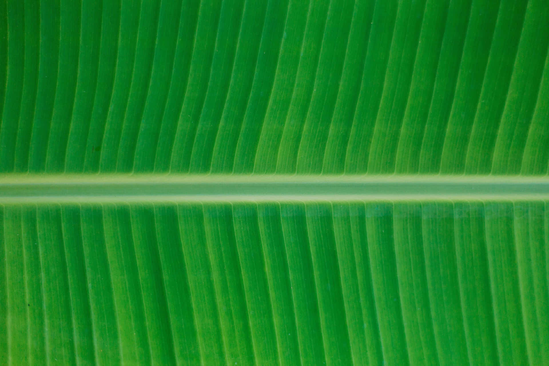 A Stunning Closeup Of Banana Leaf Wallpaper