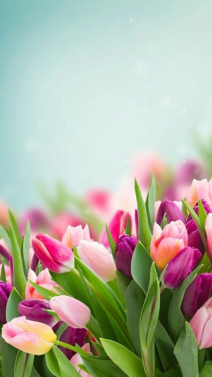Pink Purple And Yellow Tulips Blurred Background Phone Wallpaper