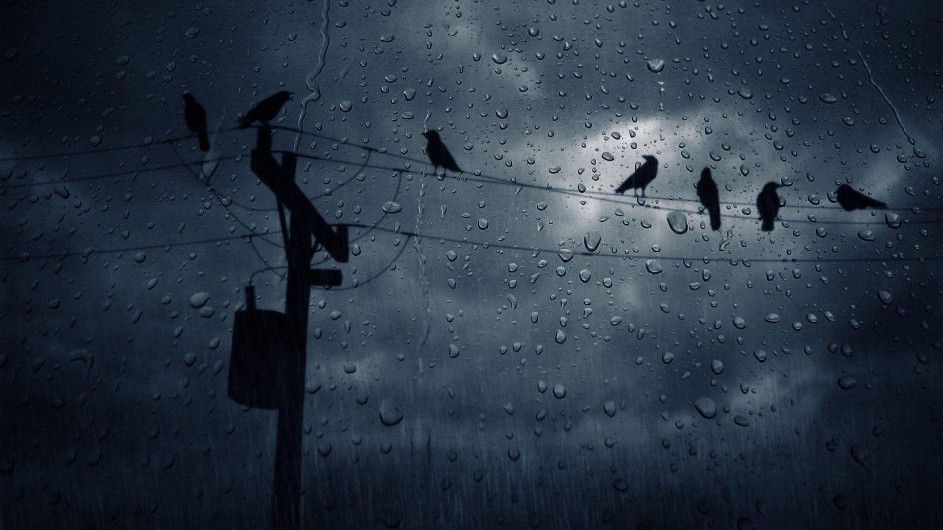 Creepy Crows Wallpaper Pictures Photos And Background