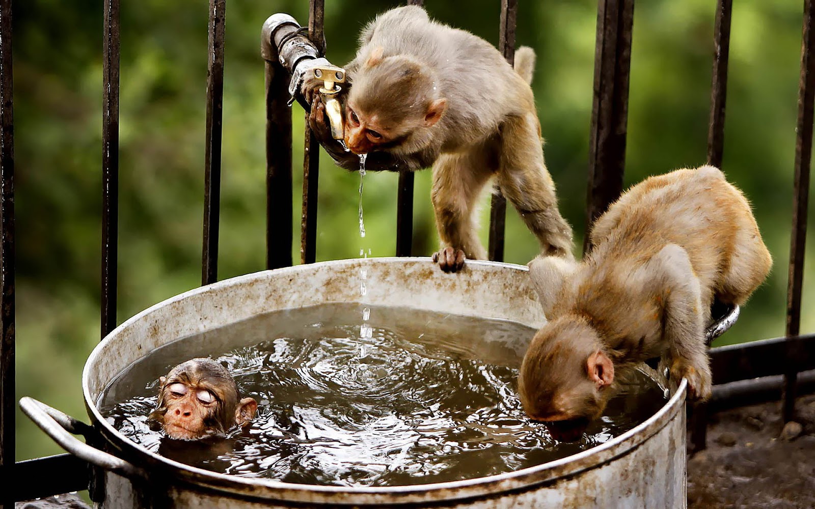 Funny Wallpaper With Monkeys And Water HD Monkey Jpg