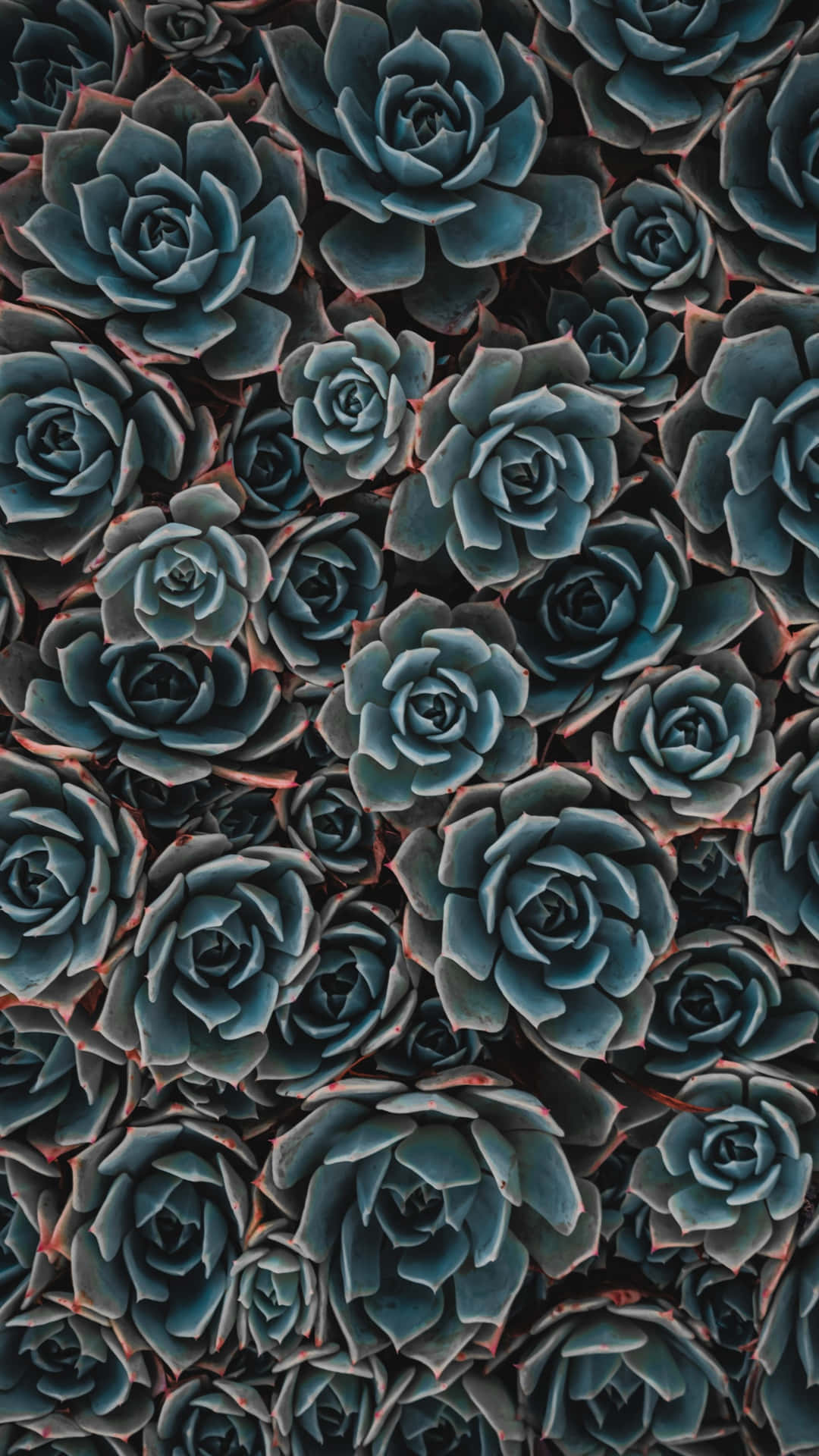 Refresh Your Phone S Wallpaper With This Succulent Rose iPhone