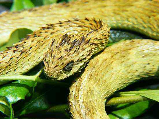 10 Lesser Known Venomous Snakes   Listverse