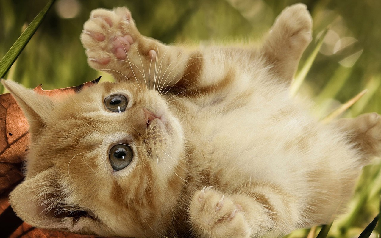 Playful Kitten Kittens Wallpaper