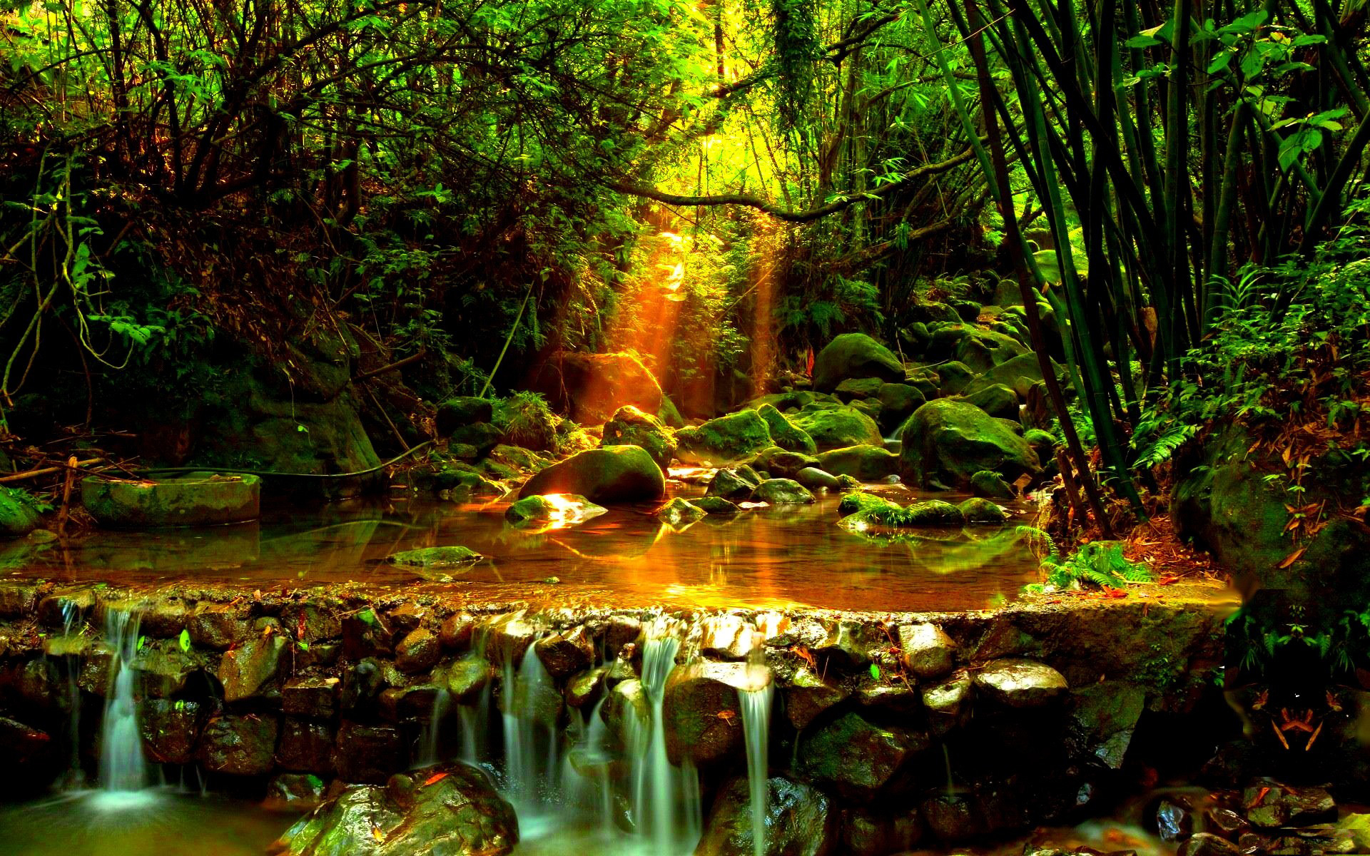Forest Stream Wallpaper And Image Pictures Photos